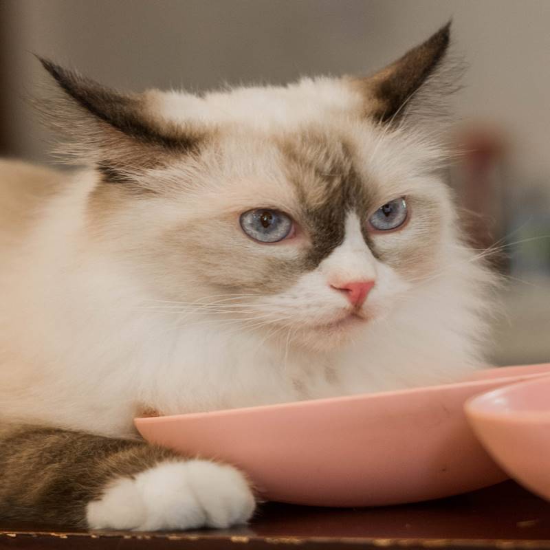 Family Pet
